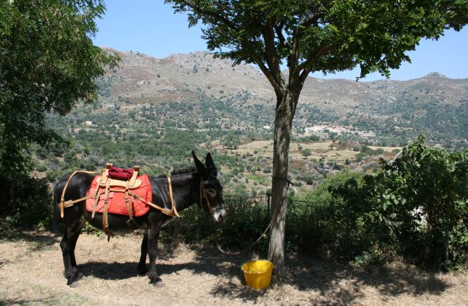 Corsica donkey parking